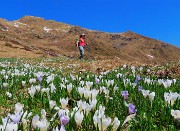 Ai Piani dell’Avaro ben fioriti di crocus – 2 maggio 2025 - FOTOGALLERY